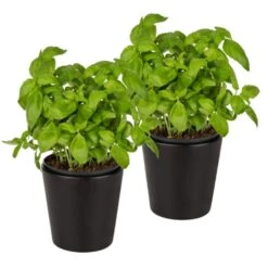 WENKO Kräutertopf »Kuro«, (Set, 2 St.), Keramik -Wenko 98657b45e5ef2633c8ca5fb7a193e115