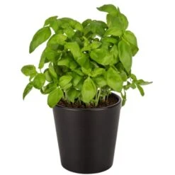 WENKO Kräutertopf »Kuro«, (Set, 2 St.), Keramik -Wenko d089ae9645eaf4b128914b192d5a0a1b